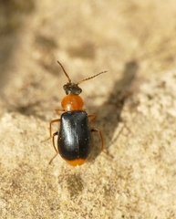 Ebaeus collaris