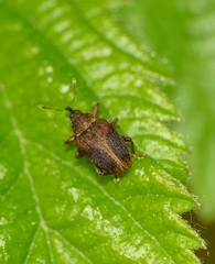 Lignyodes enucleator