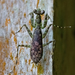 Liturgusidae - Photo (c) Michel Giraud-Audine, some rights reserved (CC BY-NC), uploaded by Michel Giraud-Audine