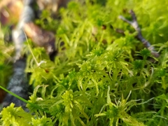 Sphagnum inundatum