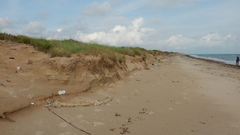 Thinopyrum bessarabicum