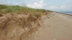 Thinopyrum bessarabicum