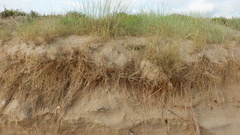 Thinopyrum bessarabicum