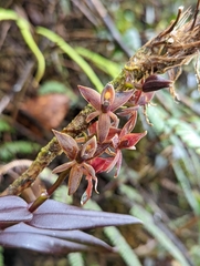 Epidendreae