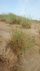 Thinopyrum bessarabicum