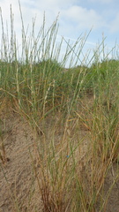 Thinopyrum bessarabicum