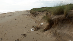 Thinopyrum bessarabicum