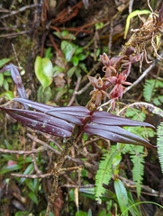 Epidendreae