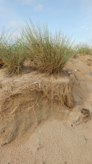 Thinopyrum bessarabicum