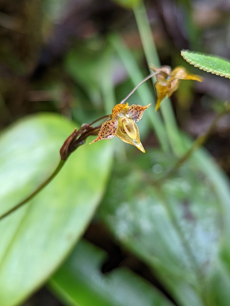 Pleurothallis silverstonei