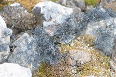 Usnea antarctica