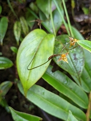 Pleurothallis silverstonei