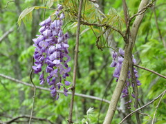 Wisteria floribunda