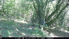 Cercopithecus mitis erythrarchus