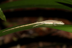Anolis fuscoauratus