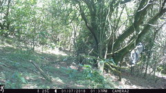 Cercopithecus mitis erythrarchus