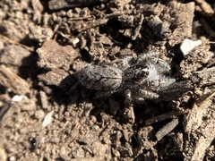 Paramarpissa griswoldi