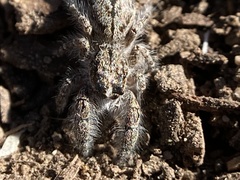 Paramarpissa griswoldi