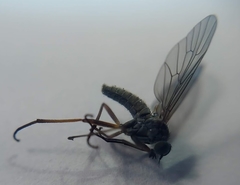 Omphalophora