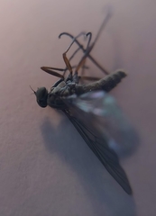 Omphalophora