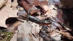 Desmognathus imitator