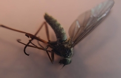 Omphalophora