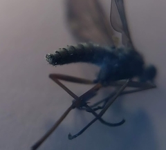 Omphalophora