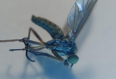 Omphalophora