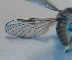 Omphalophora