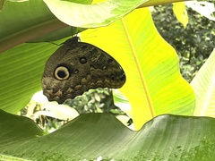 Caligo brasiliensis