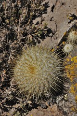 Mammillaria flavicentra