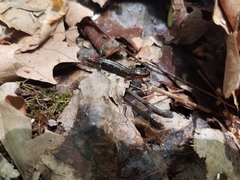 Desmognathus imitator