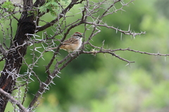 Rhynchospiza strigiceps