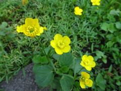 Ranunculus pedatus