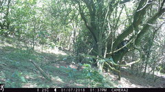 Cercopithecus mitis erythrarchus