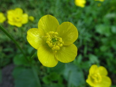 Ranunculus pedatus