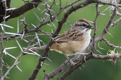 Rhynchospiza strigiceps