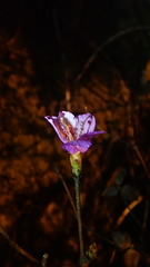 Rhododendron farrerae
