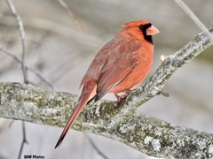Cardinalis cardinalis