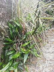 Elaphoglossum gayanum