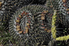Mammillaria karwinskiana