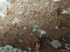 Pseudoschismatomma rufescens