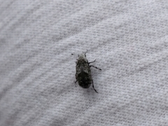 Euparius