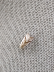 Micrathetis dasarada