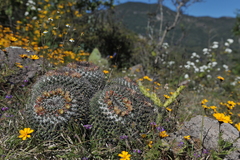 Mammillaria karwinskiana