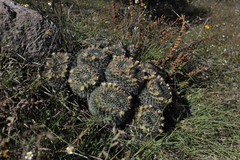 Mammillaria karwinskiana