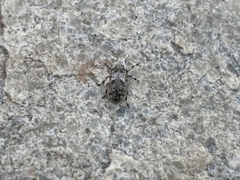 Euparius