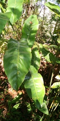 Alpinia galanga