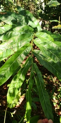 Alpinia galanga