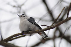 Sitta carolinensis